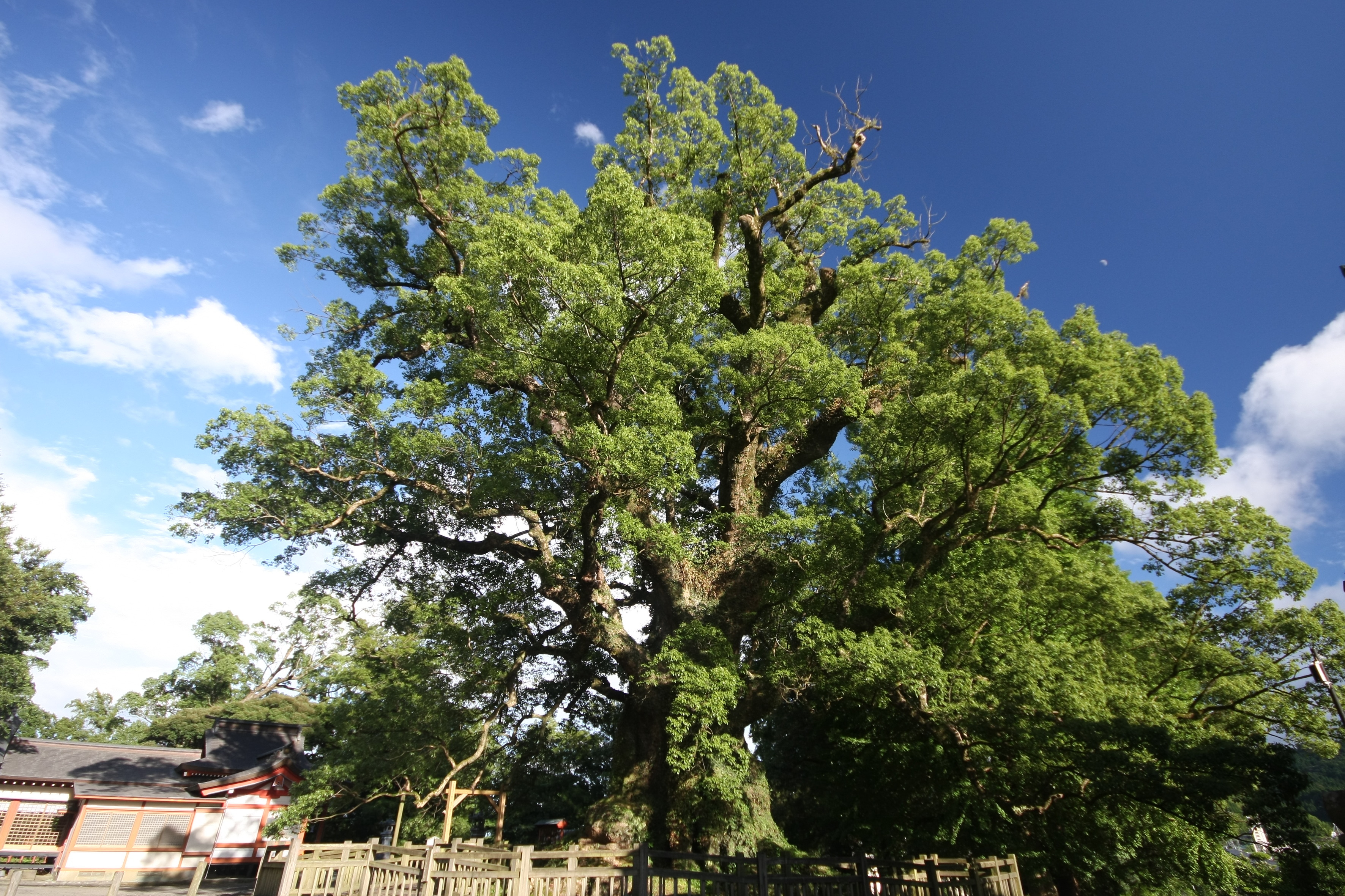 蒲生の大楠（かもうのおおくす）