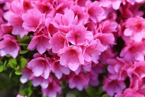 大津町のつつじ