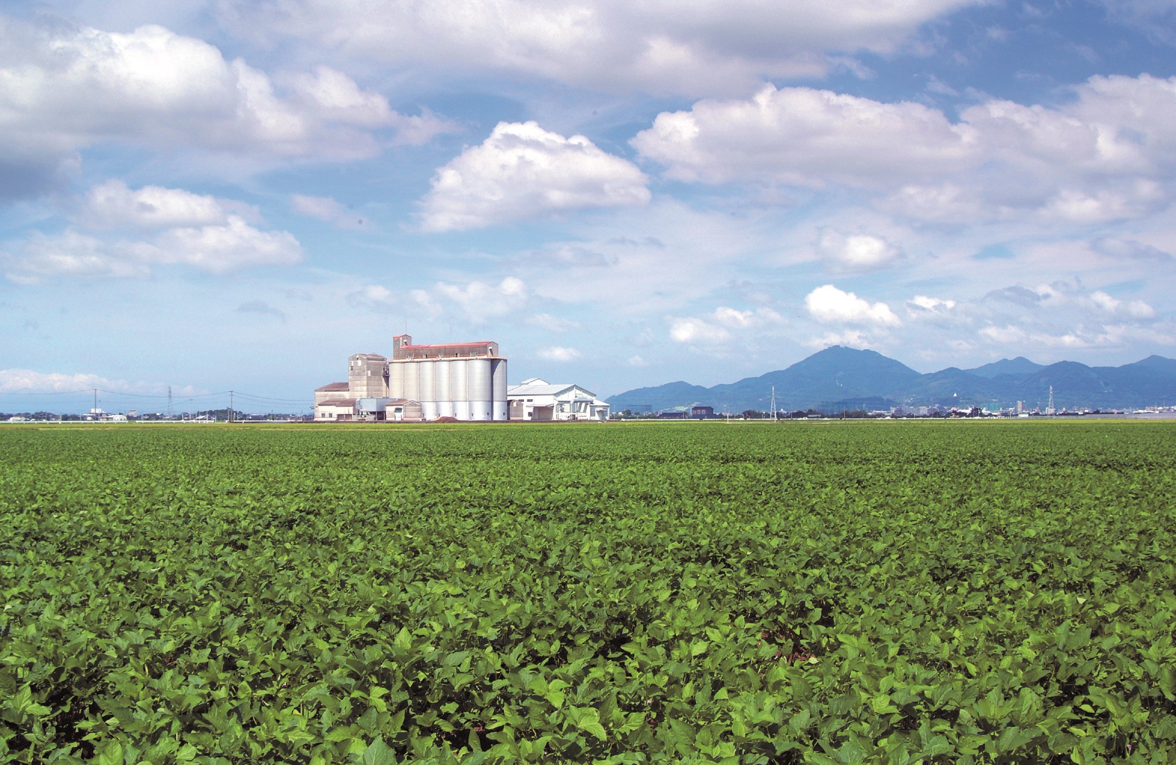 嘉島町ののどかな田園風景